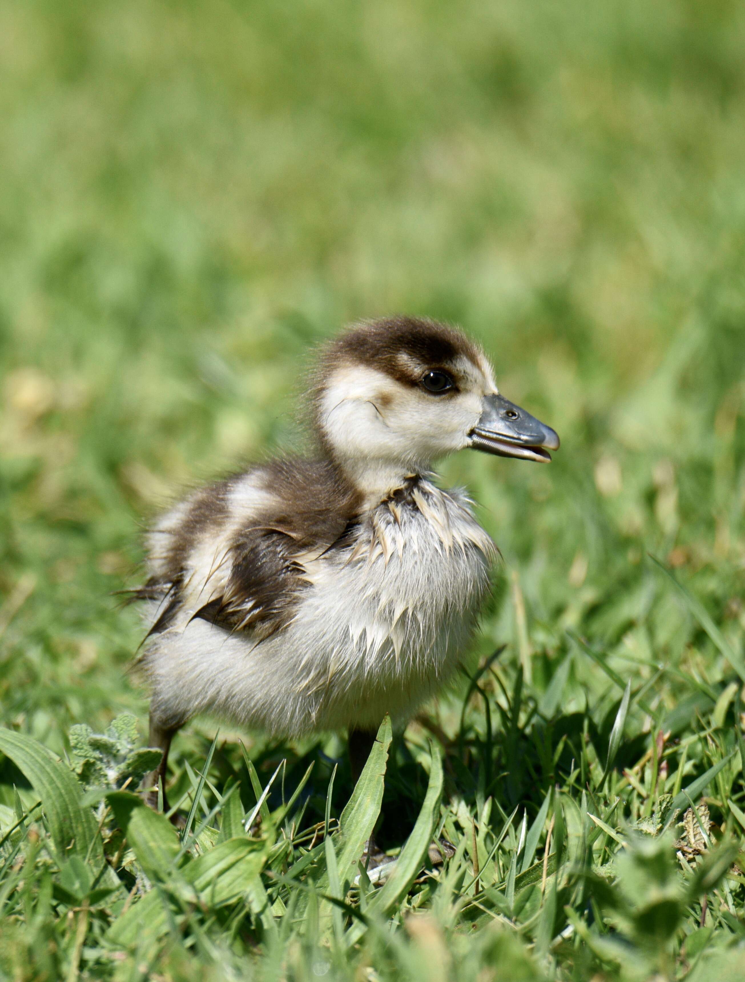 Image of Egyptian Goose