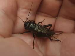 Image of black field cricket