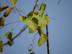 Image of Marsdenia volubilis (L. fil.) Cooke