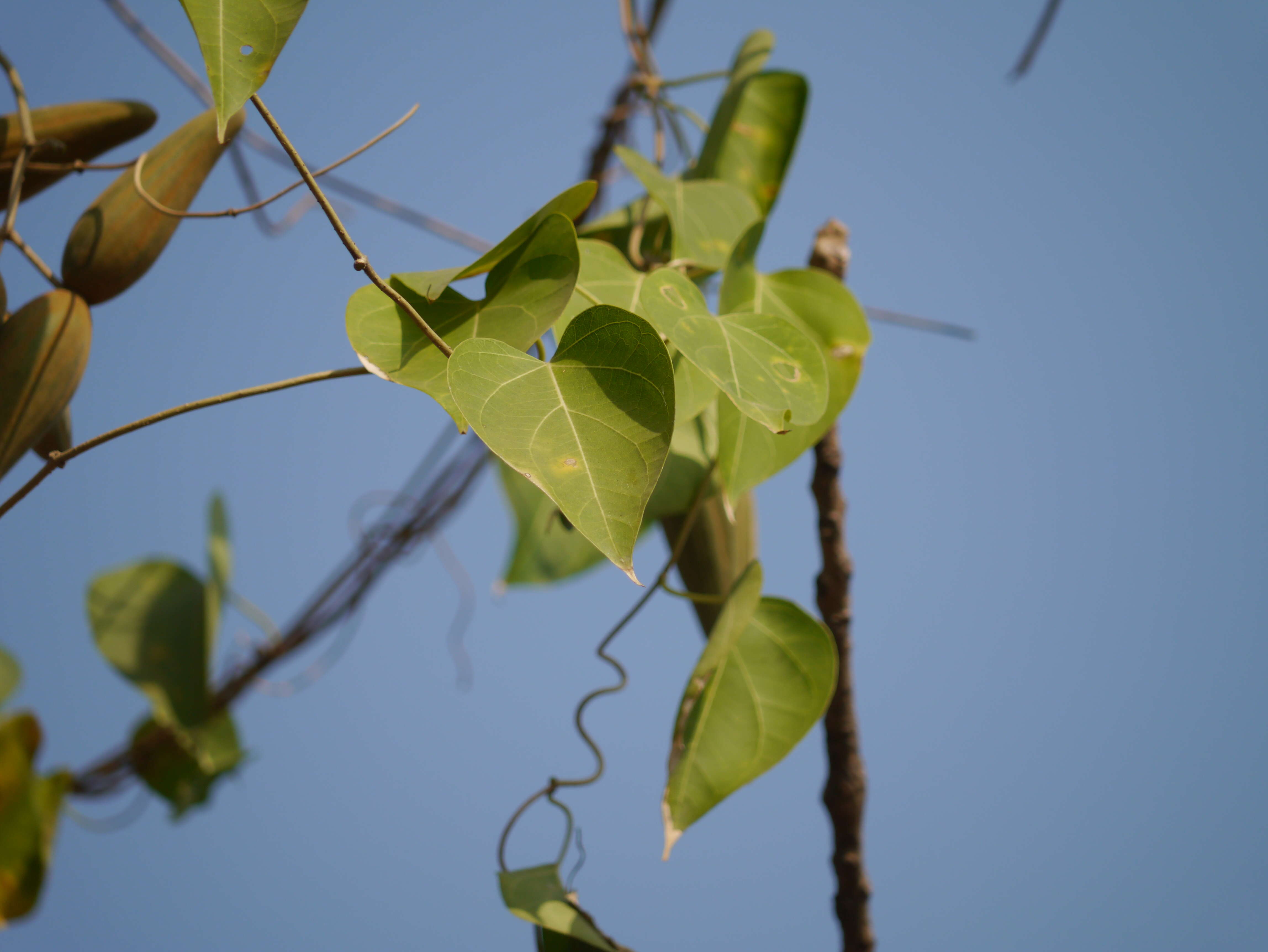 Image of Marsdenia volubilis (L. fil.) Cooke