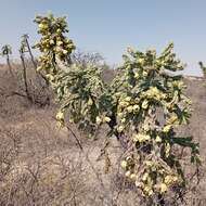 Image de Cylindropuntia