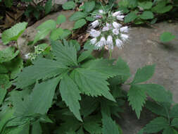 Image of eastern waterleaf