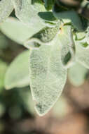 Image of Grey-leaf citrus