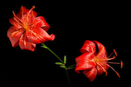 Lilium davidii Duch. ex Elwes resmi