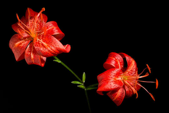 Image of Lilium davidii Duch. ex Elwes