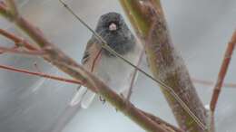 Image of juncos