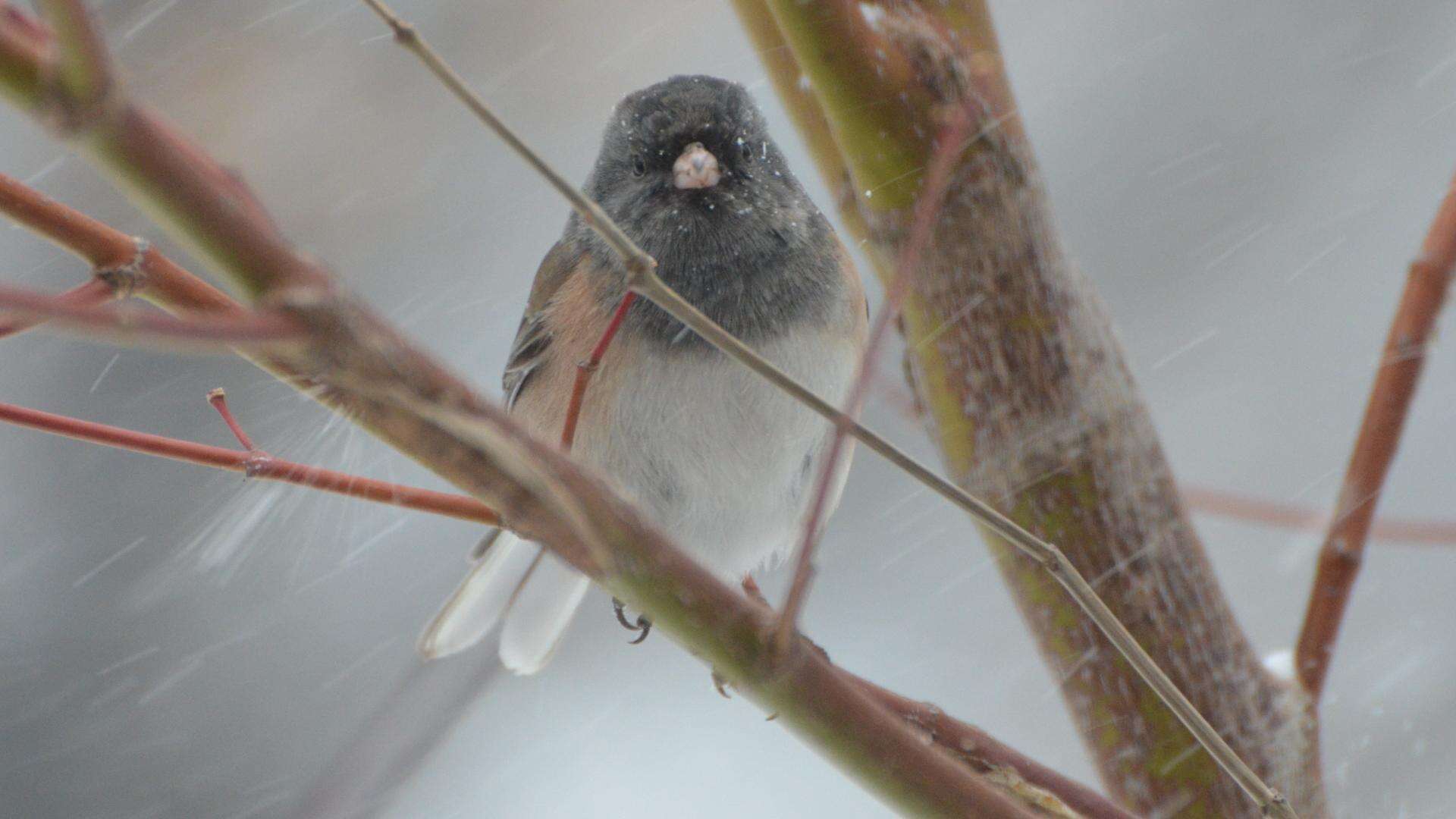 Image of juncos