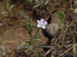 Image of Convolvulus simulans Perry