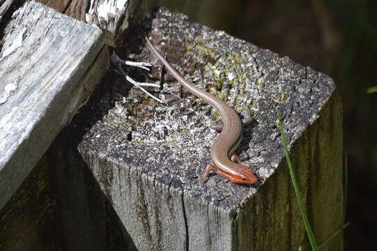 Image of Southeastern Five-lined Skink