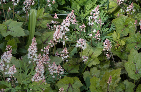 Image of heartleaf foamflower