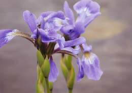 Image de blue flag iris versicolore