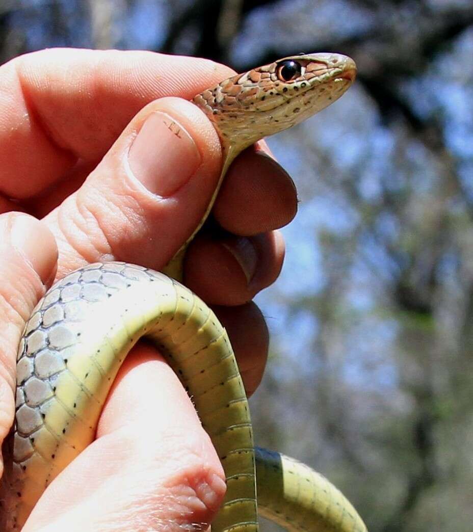 Imagem de Psammophis mossambicus Peters 1882