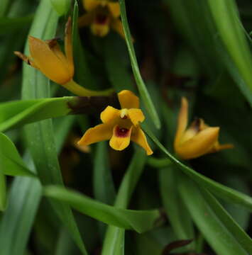 Image of Maxillaria variabilis Bateman ex Lindl.