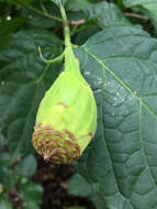 Image de Calycanthus chinensis Cheng & S. Y. Chang