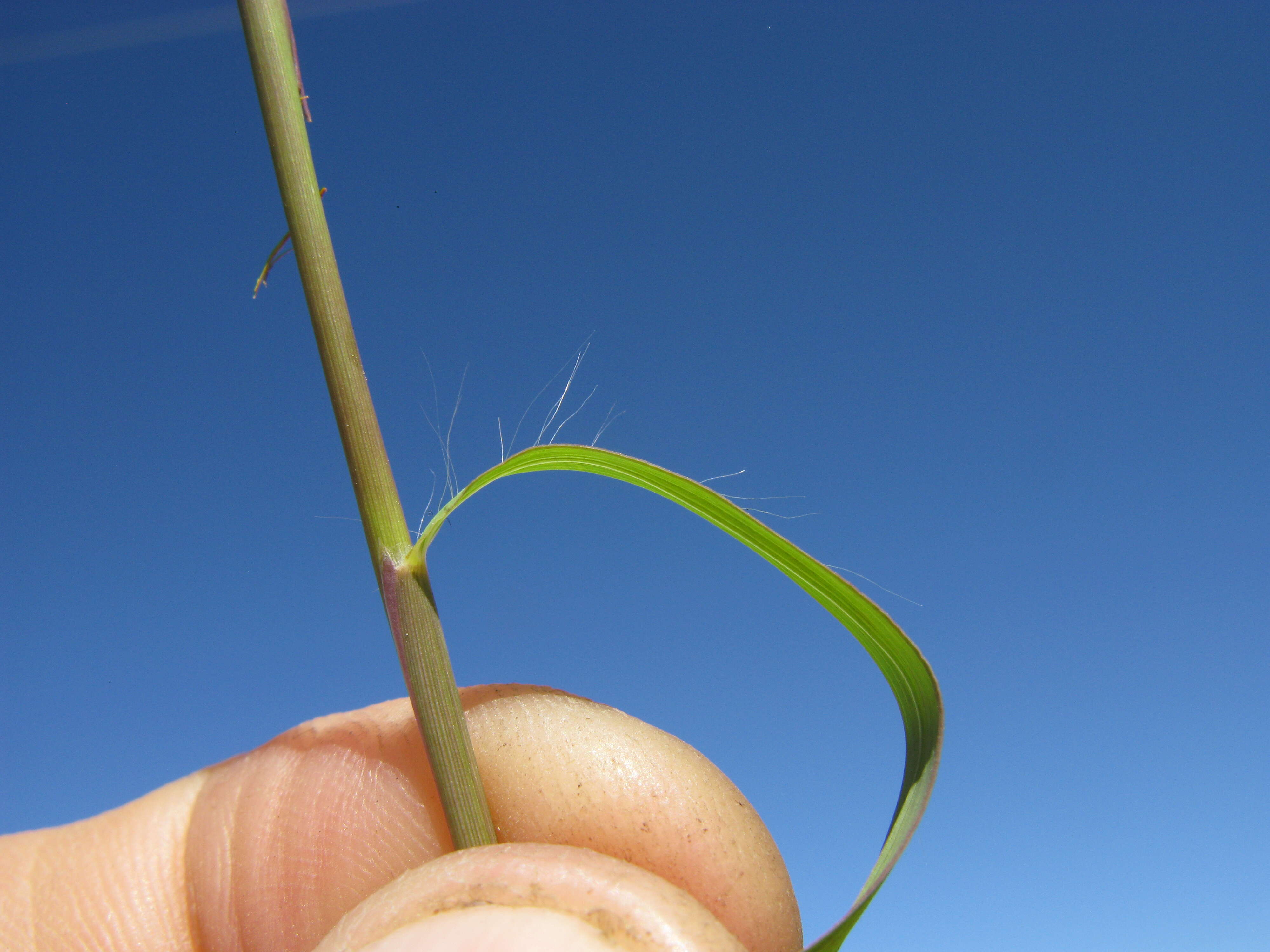 Image of Golden velvet grass