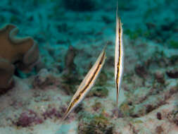 Image of Hinged shrimpfish