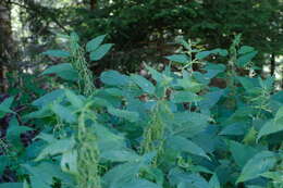 Image of nettle