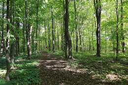 Image of sugar maple