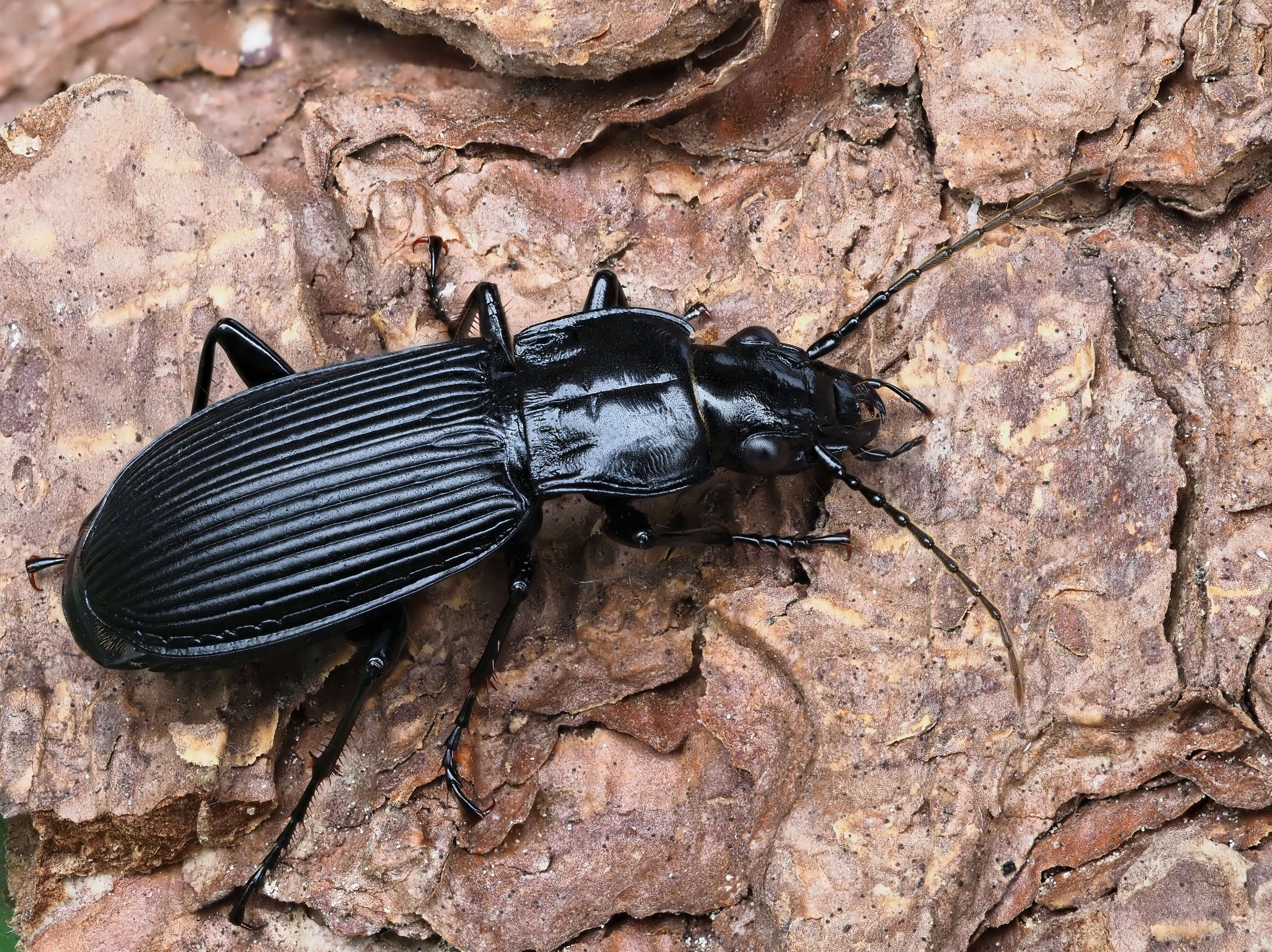 Image of Pterostichus