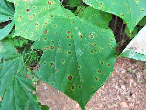 Image de Pseudocercospora vitis (Lév.) Speg. 1911