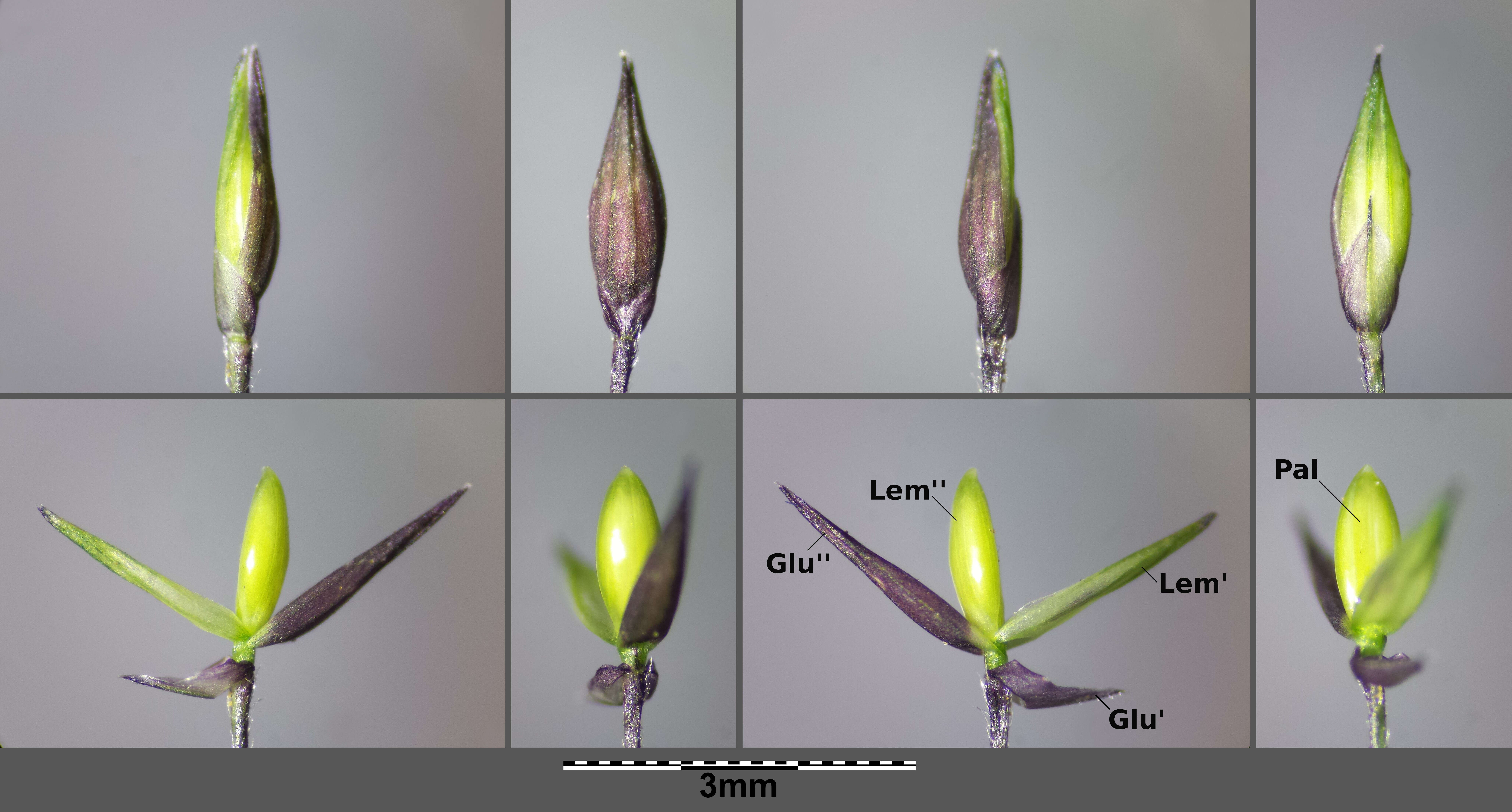 Imagem de Panicum capillare L.