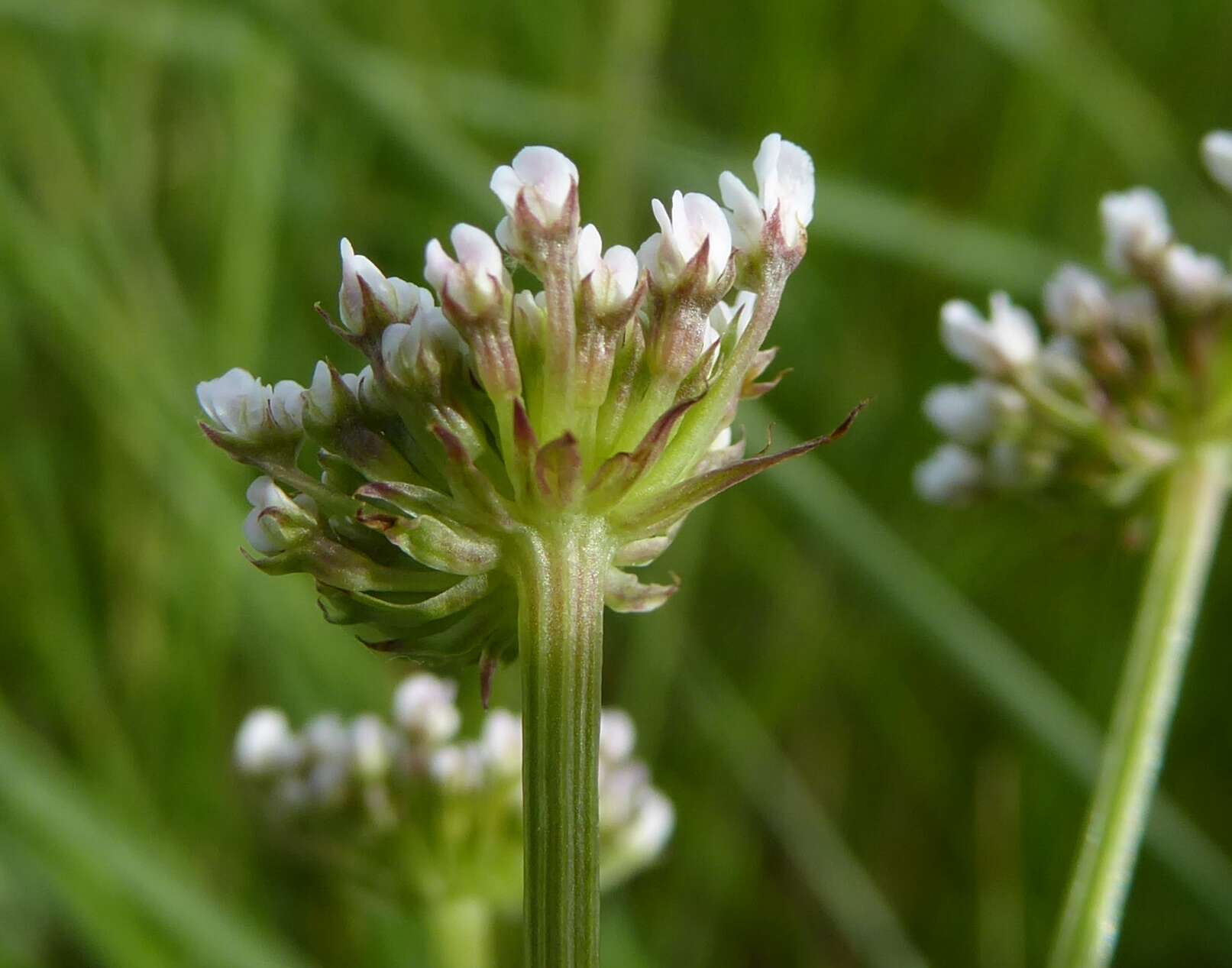 Imagem de Oenanthe silaifolia Bieb.