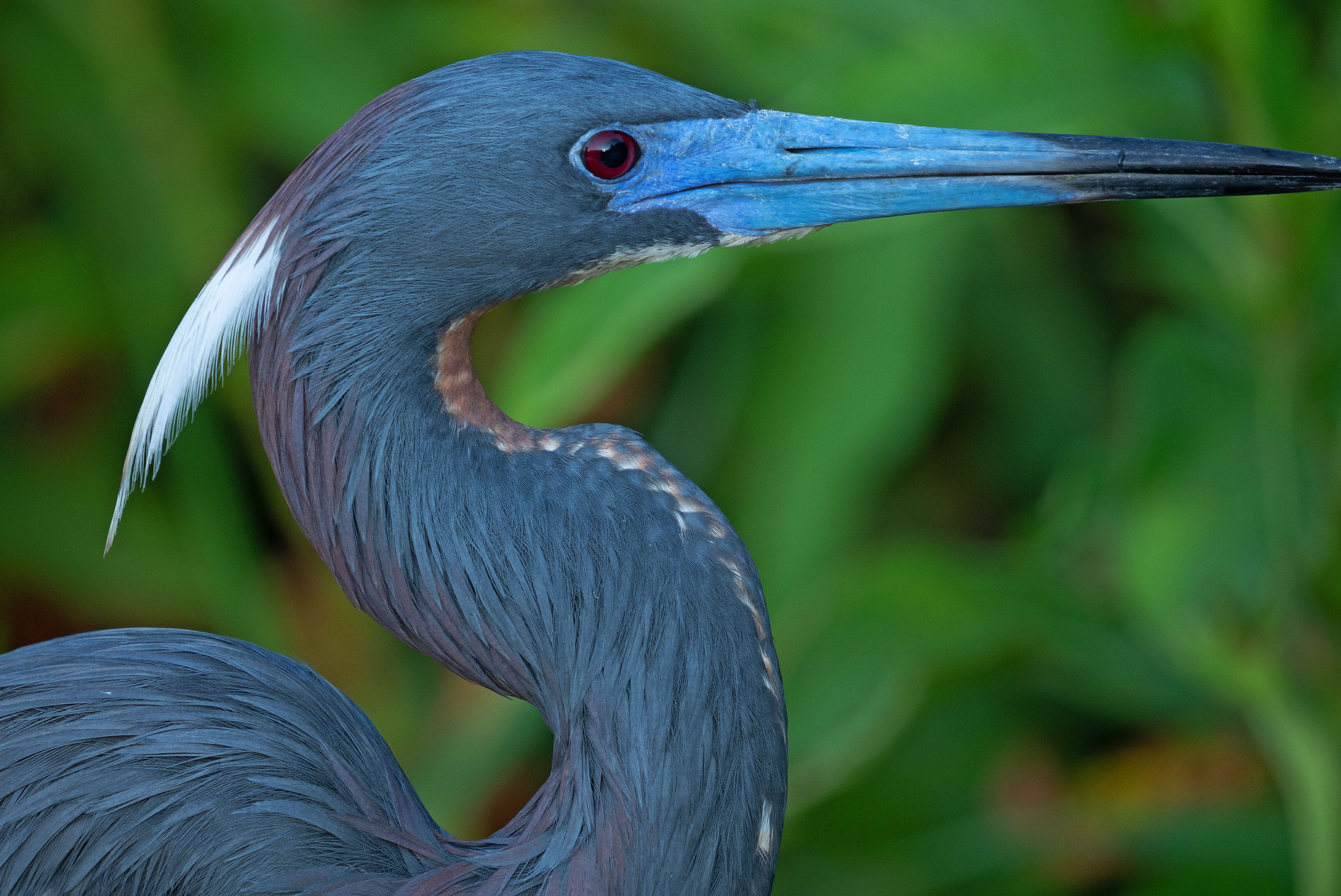 Image de Aigrette tricolore