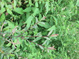 Image of Salix denticulata Andersson