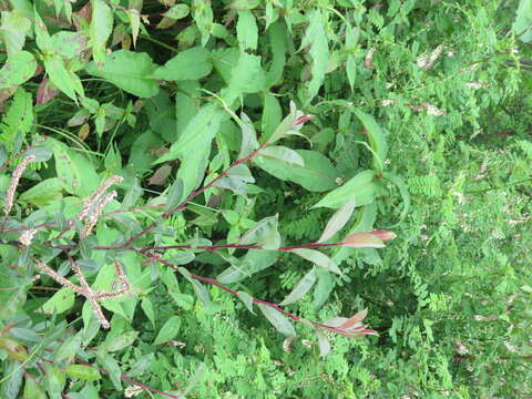 Image of Salix denticulata Andersson