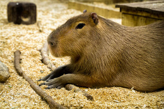 Image of Capybaras