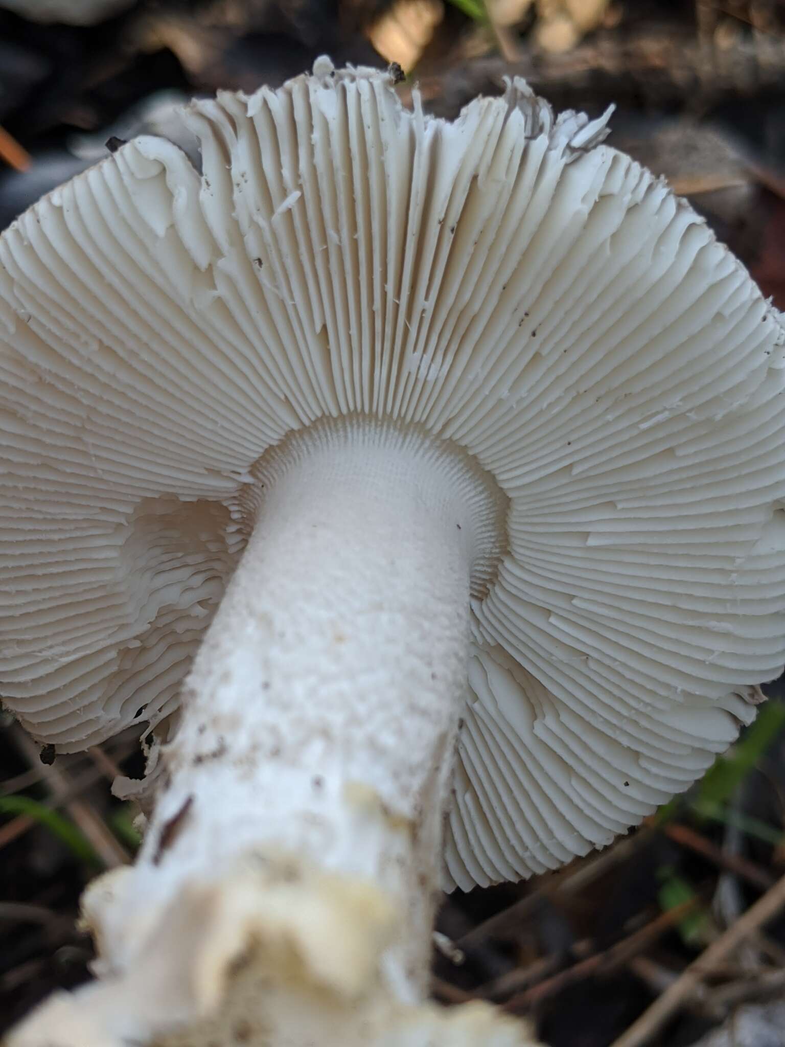 Image of Amanita protecta Tulloss & G. Wright 1989