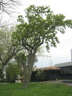 Image of Saw-tooth Oak