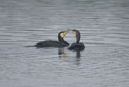 Image of Black Shag