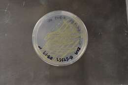 Image of Flavobacteria