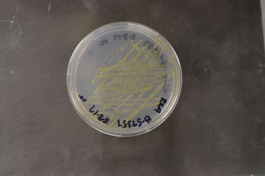 Image of Flavobacteriales