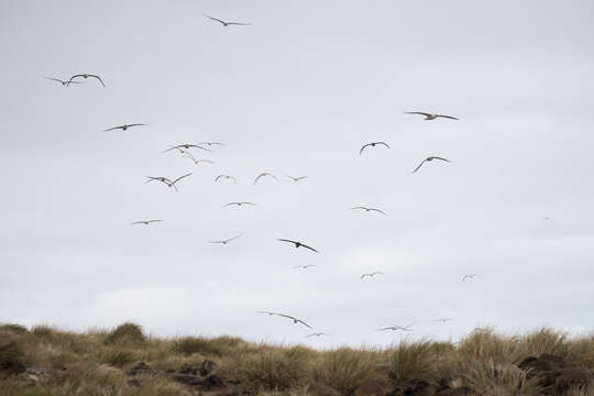 Image of Indian Yellow-nosed Albatross