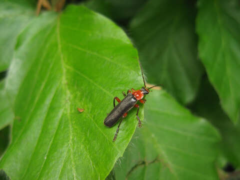 Image de Cantharis