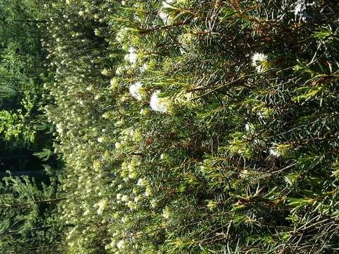 Imagem de Rhododendron tomentosum (Stokes) Harmaja