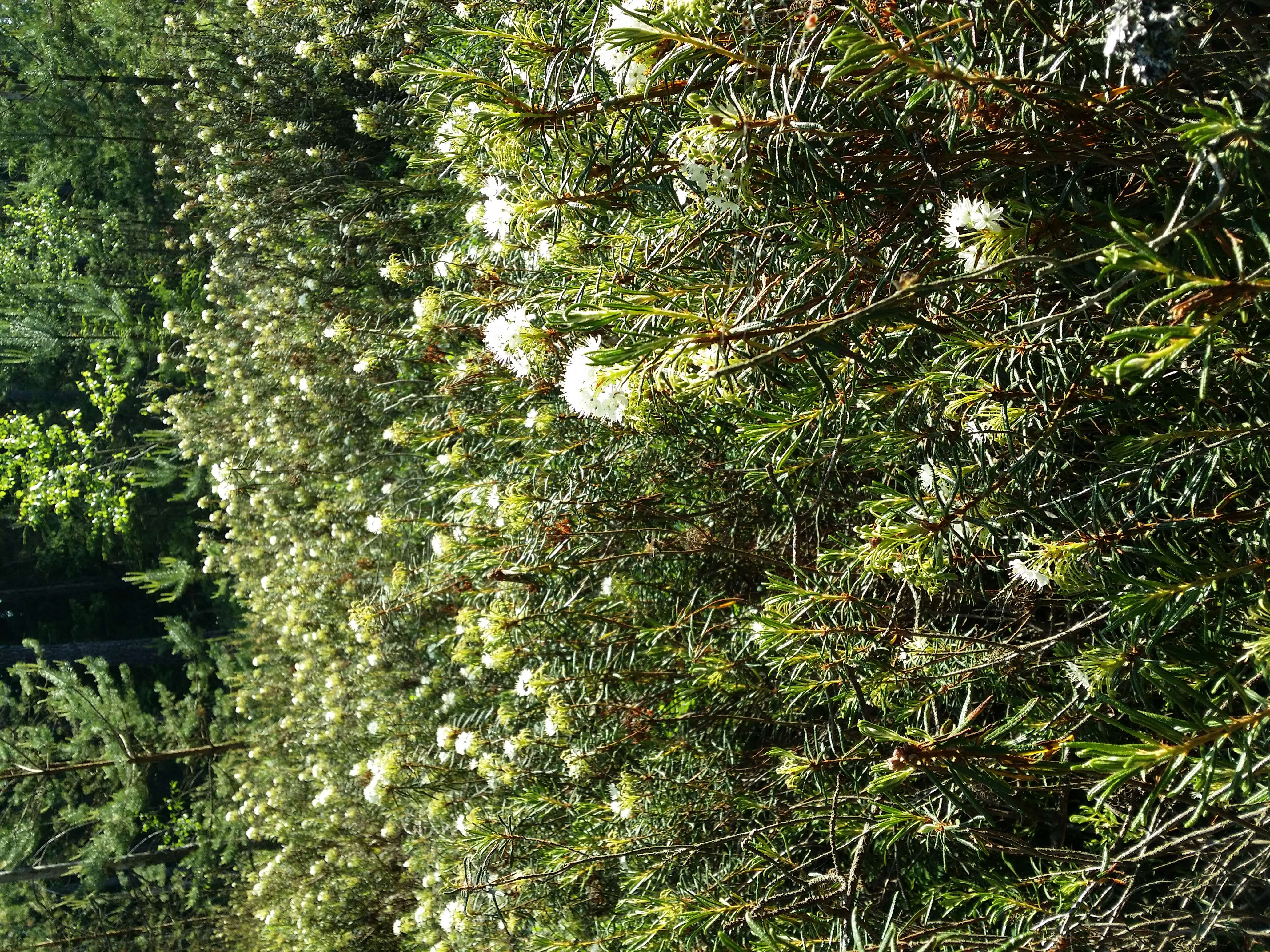 Imagem de Rhododendron tomentosum (Stokes) Harmaja