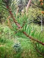 Image of jack pine