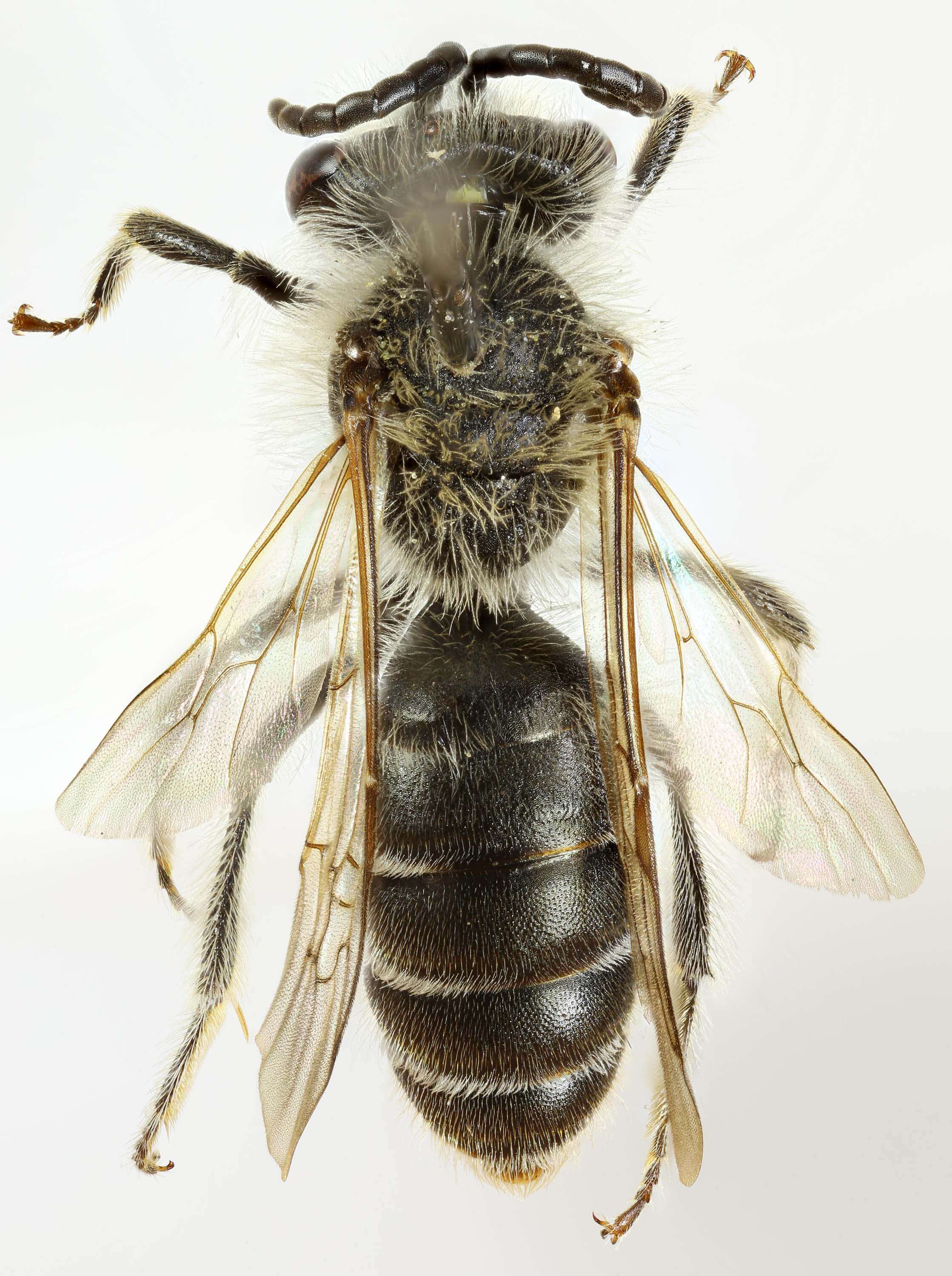 Image of Andrenine bee