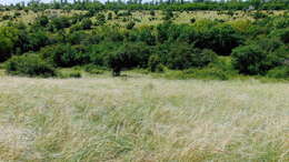 Imagem de Stipa pulcherrima K. Koch