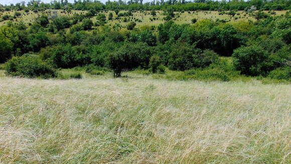 Image of Stipa pulcherrima K. Koch