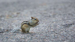 Image of Siberian Chipmunk