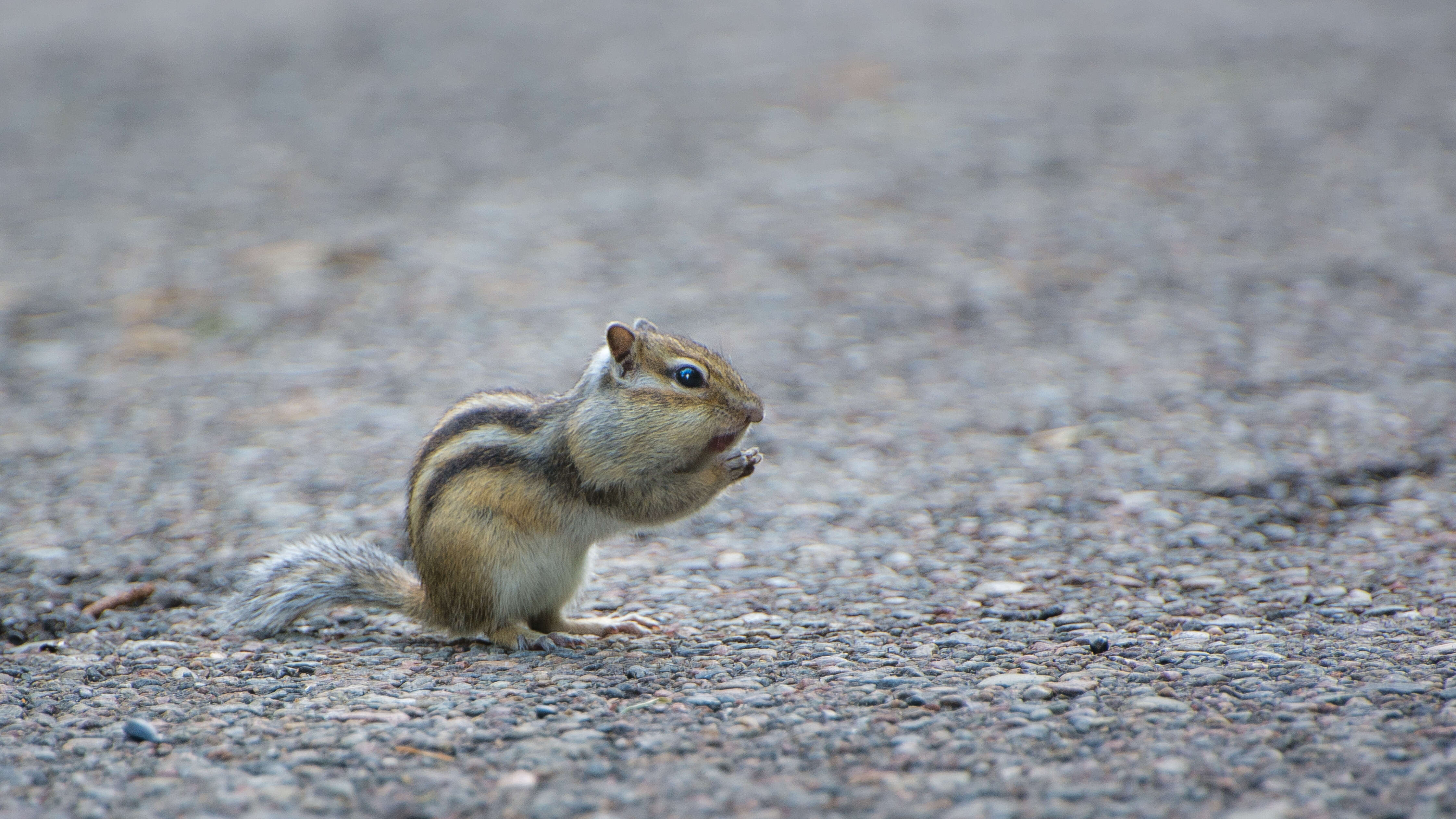 Image of Siberian Chipmunk