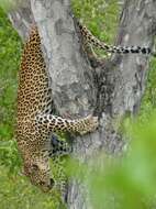 Image of Leopard