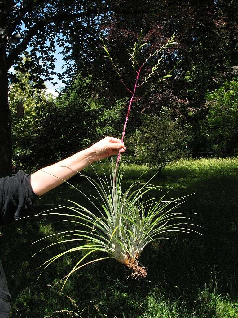 Imagem de Tillandsia limbata Schltdl.