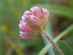 Image de Trifolium bifidum A. Gray