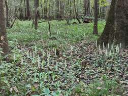 Imagem de Spiranthes odorata (Nutt.) Lindl.