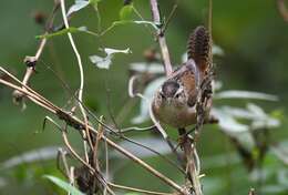 Image of Marsh Wren